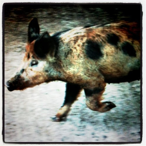 Piggy