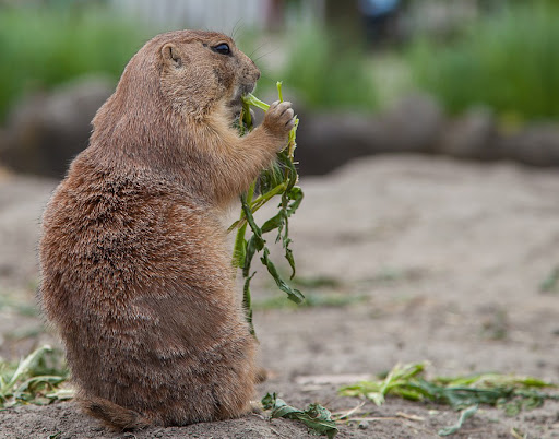 Will Rat Poison Kill Groundhogs - www.inf-inet.com