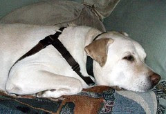 Zeus_harness_22111o