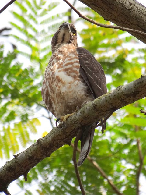 鳳頭蒼鷹/無限台南