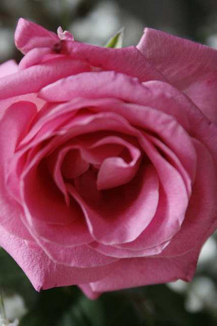 day 25 - something pink