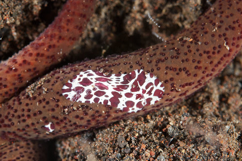 Benthic combjelly on Luzon seastar (Coeloplana astericola)