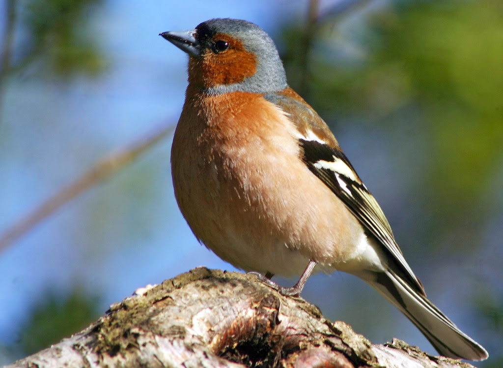 Chaffinch