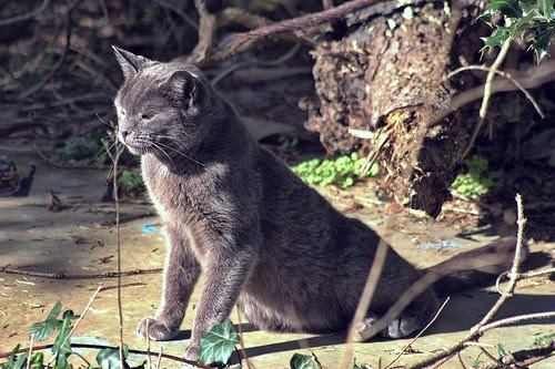 Gray Cat Sitting In The Sun