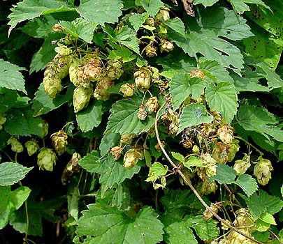 Hops. Photo: Wikipedia