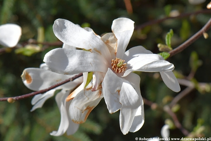 Kwiaty - magnolia gwiaździsta Magnolia gwiaździsta