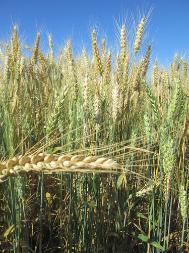 stalk of wheat photobomb