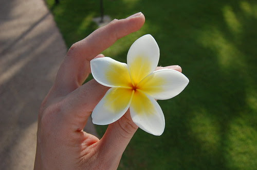 plumeria