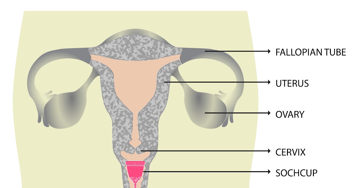 Diagram Internal Female Anatomy - Male female anatomy diagrams female