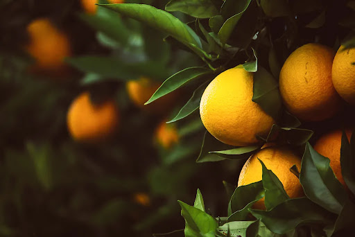 How To Plant Citrus Trees | Step-by-Step Planting & Care Guide for Citrus  Trees