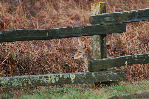 Safely behind the fence