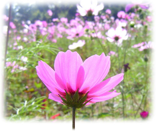 無限台南/波斯菊