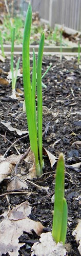 garlic sprouts close up