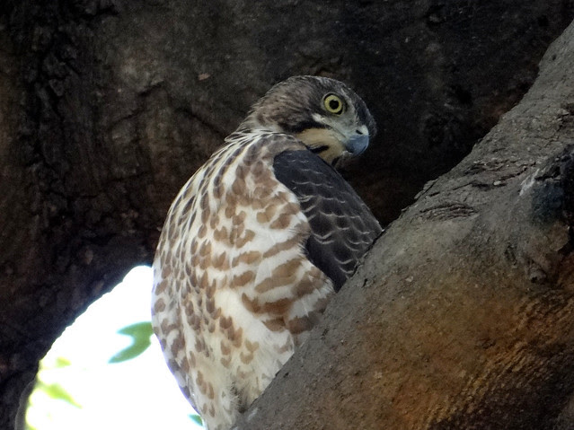 鳳頭蒼鷹/無限台南