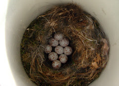 Black-capped Chickadee nest