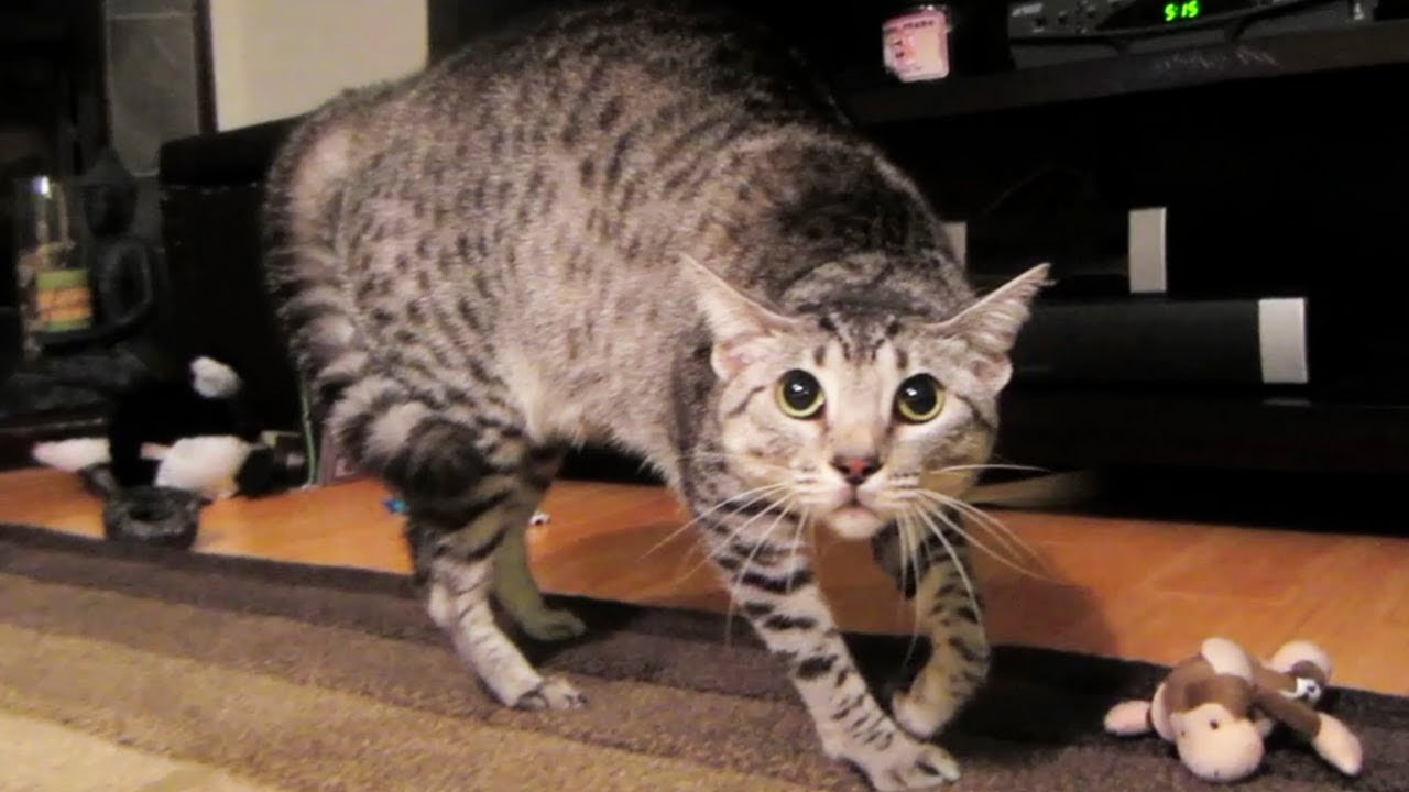 SCAREDY CAT YouTube SCAREDY CAT YouTube