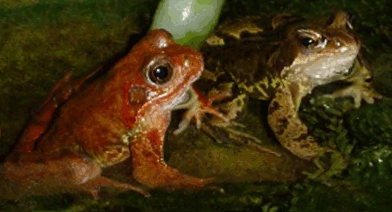 Red rippling frogs animated gif photo Redripplingfrogs-animatedgif.gif