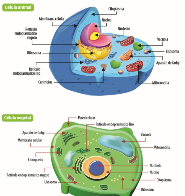 BiologÍa Estructura Celular