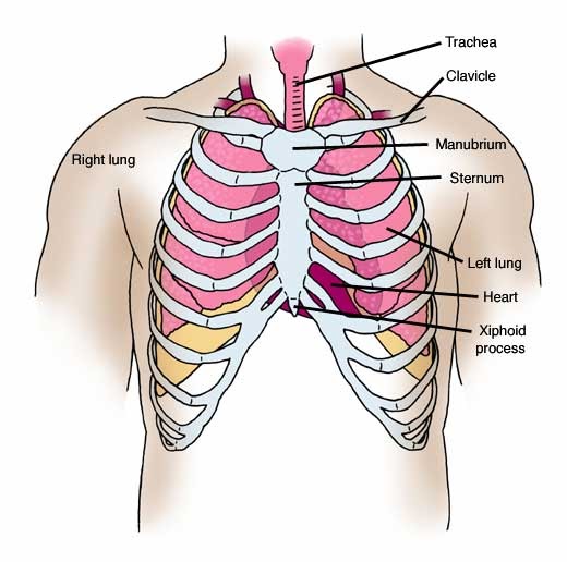 Diagram Of Female Chest Area - Chest Diagrams | Anatomy organs, Human