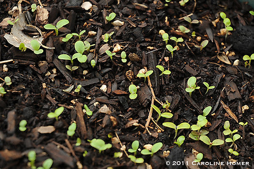 Lettuce seedlings