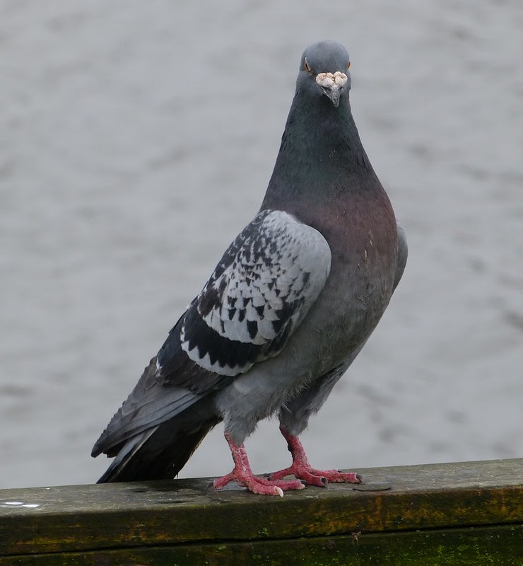 Feral Pigeon Variations | My Life Outside