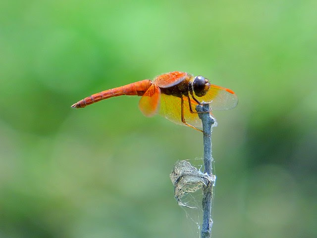 蜻蜓/無限台南