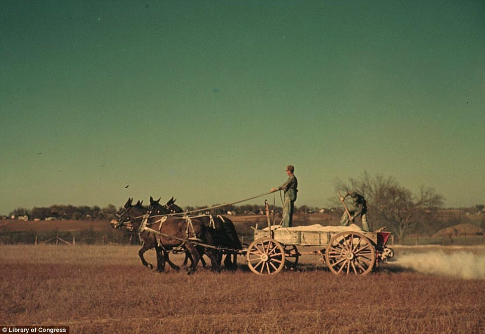 Men led a horse-drawn fertilizer wagon through a southeastern Georgia oat field in 1944 tending to the promising fields as shot by Wolcott