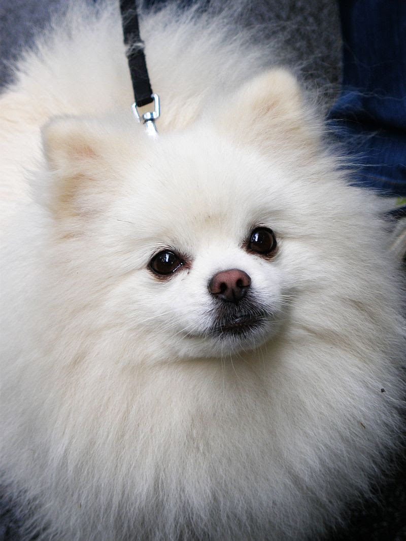 1000 Rupee Pomeranian Dog Puppy Labrador Puppy Price In Rupees