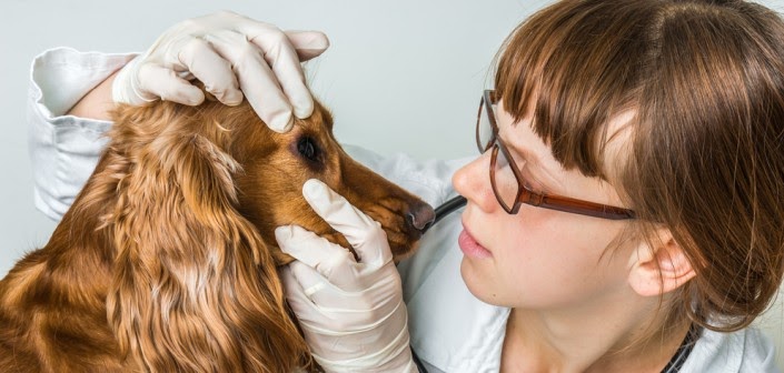 Entzündetes Zahnfleisch Hund Homöopathie / Homoopathie Fur Hunde Mittel