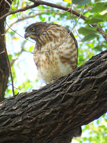 鳳頭蒼鷹/無限台南