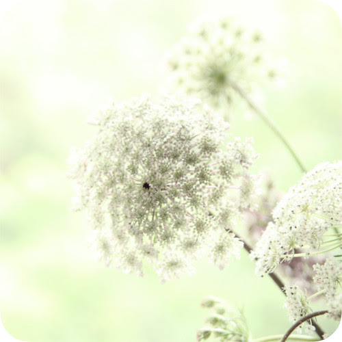 whisper