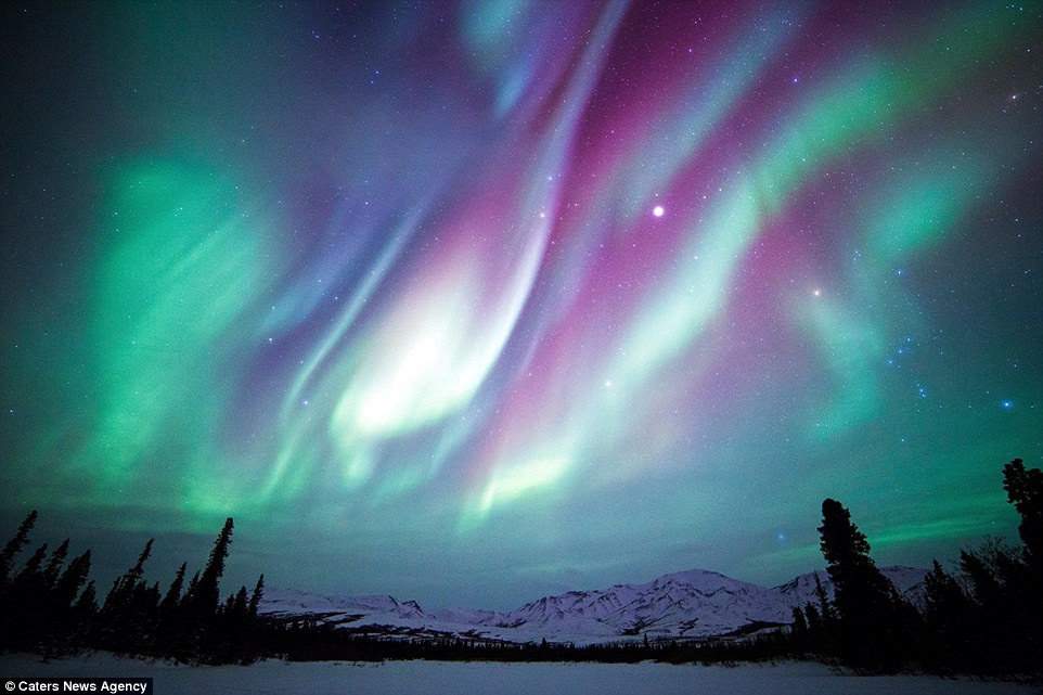 Les aurores boréales sont photographiés au-dessus des arbres du parc national et réserve de Denali en Alaska