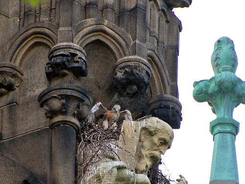Cathedral Red-Tail Nestling