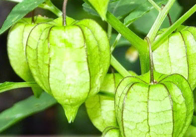 Jenis jenis TANAMAN OBAT Herbal Kandungan Manfaat serta Jenis jenis TANAMAN OBAT Herbal Kandungan Manfaat serta