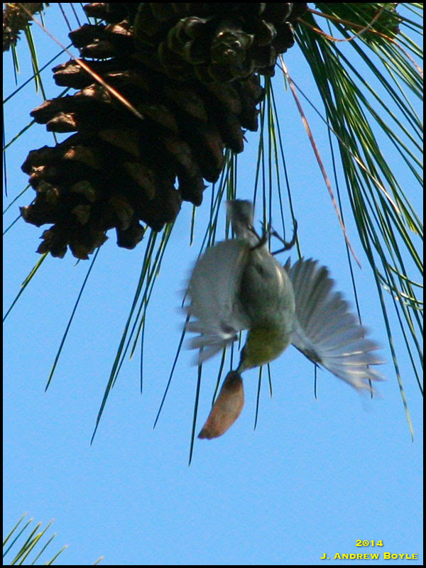 Brown-headed Nuthatch Brown-headed Nuthatch