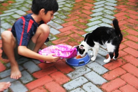 60+ Gambar Orang Memberi Makan Hewan Peliharaan, Koleksi Populer!