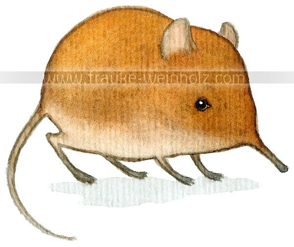 photo elefantenspitzmaus_zps2fedc0ea.jpg