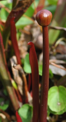 Sarracenia 'Boob Tube' x open-pollinated