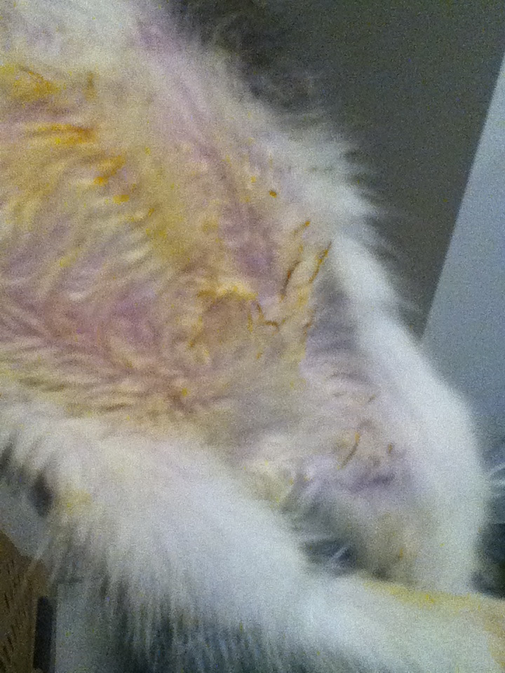 Cat Diarrhea Yellow toxoplasmosis