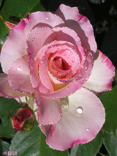 Розовая розочка