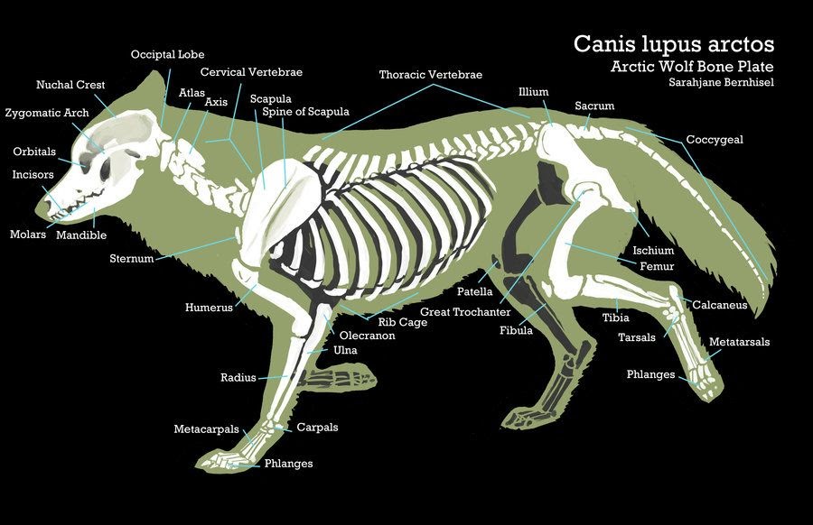 Wolf Muscle Anatomy - Explore Organs & Anatomy Diagram