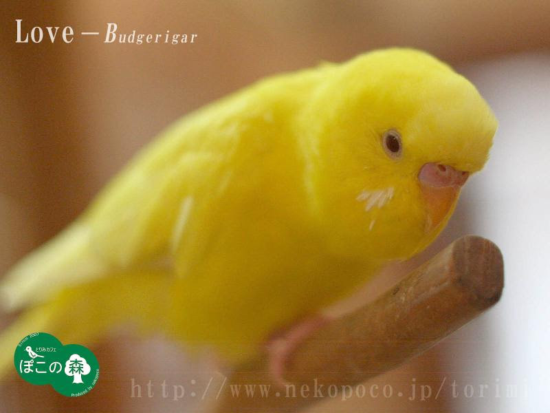 すべての美しい花の画像 無料ダウンロード壁紙 セキセイ インコ