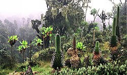 according to the phylogenetic species concept what property is necessary for defining a species