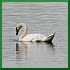 2=mute swan --> charismatic megafauna