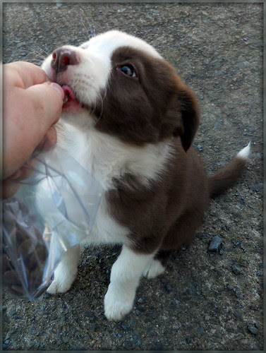 Pip