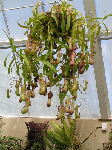 hanging pitcher plant