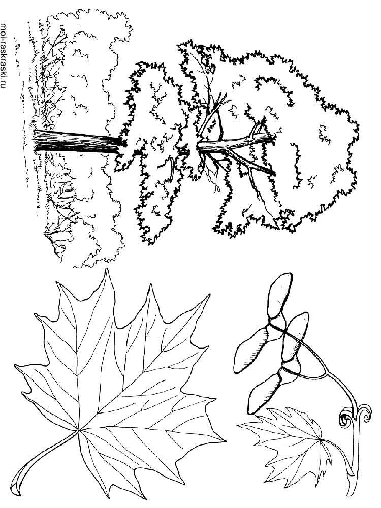 Download 261+ Flowering Tree For Kids Printable Free Coloring Pages PNG