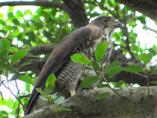 鳳頭蒼鷹/無限台南