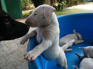 Clinique Vétérinaire de Mahina "Pointe Vénus" (TAHITI): A vendre chiots "Bull  Terrier"