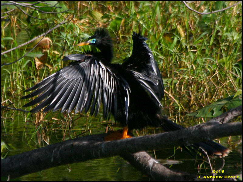 Anhinga Anhinga